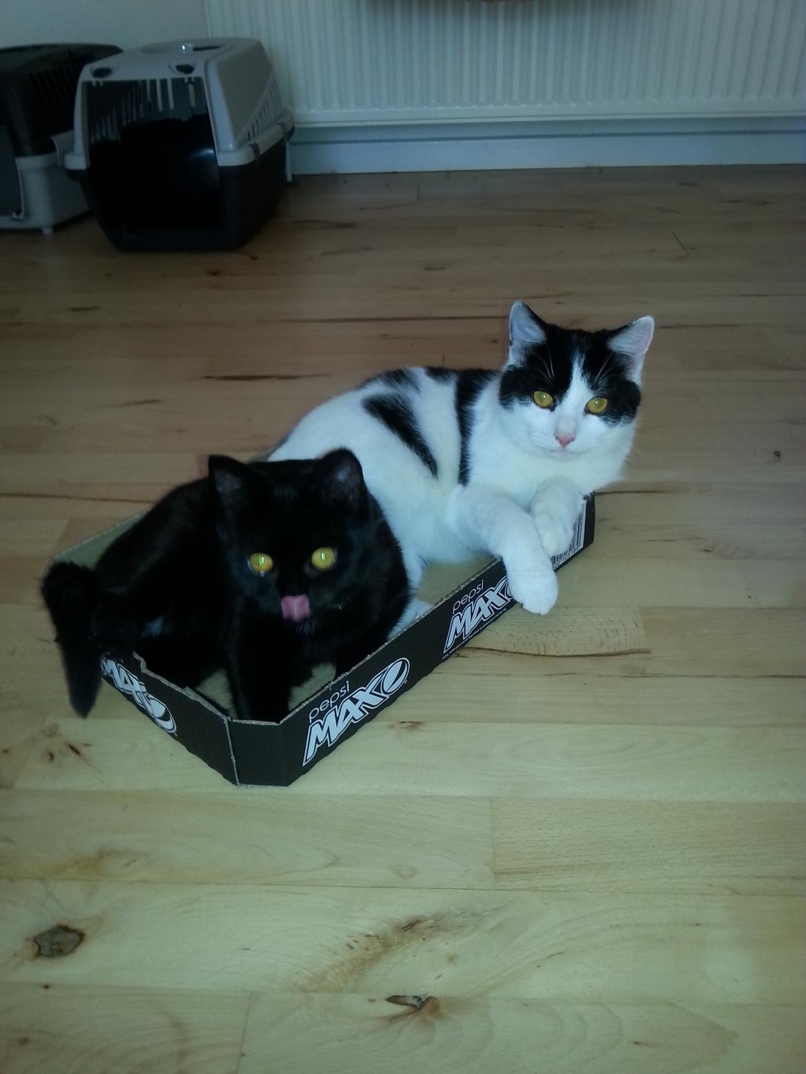 Huskat MY - 31 dec 2014 billede 16