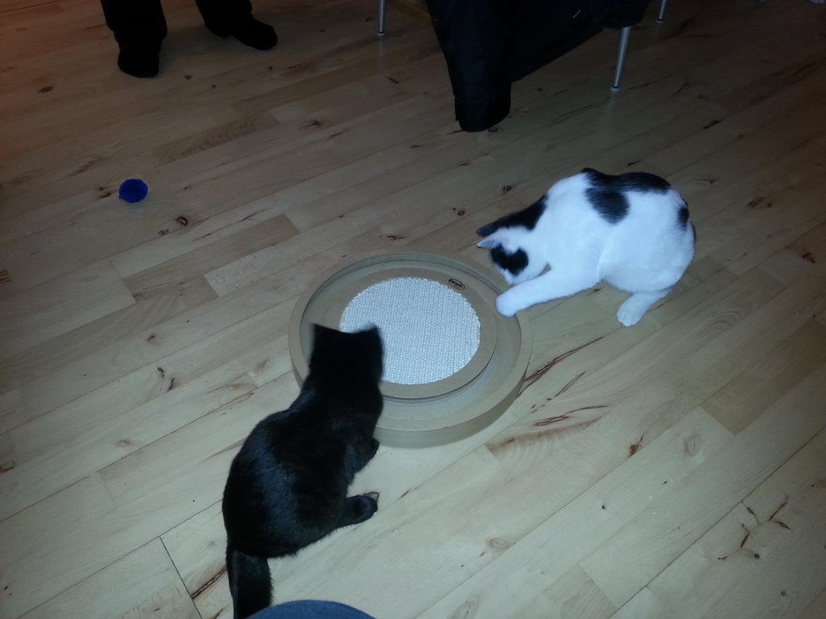 Huskat MY - nov  2014  drenge ved se på deres nye legetøj  billede 20