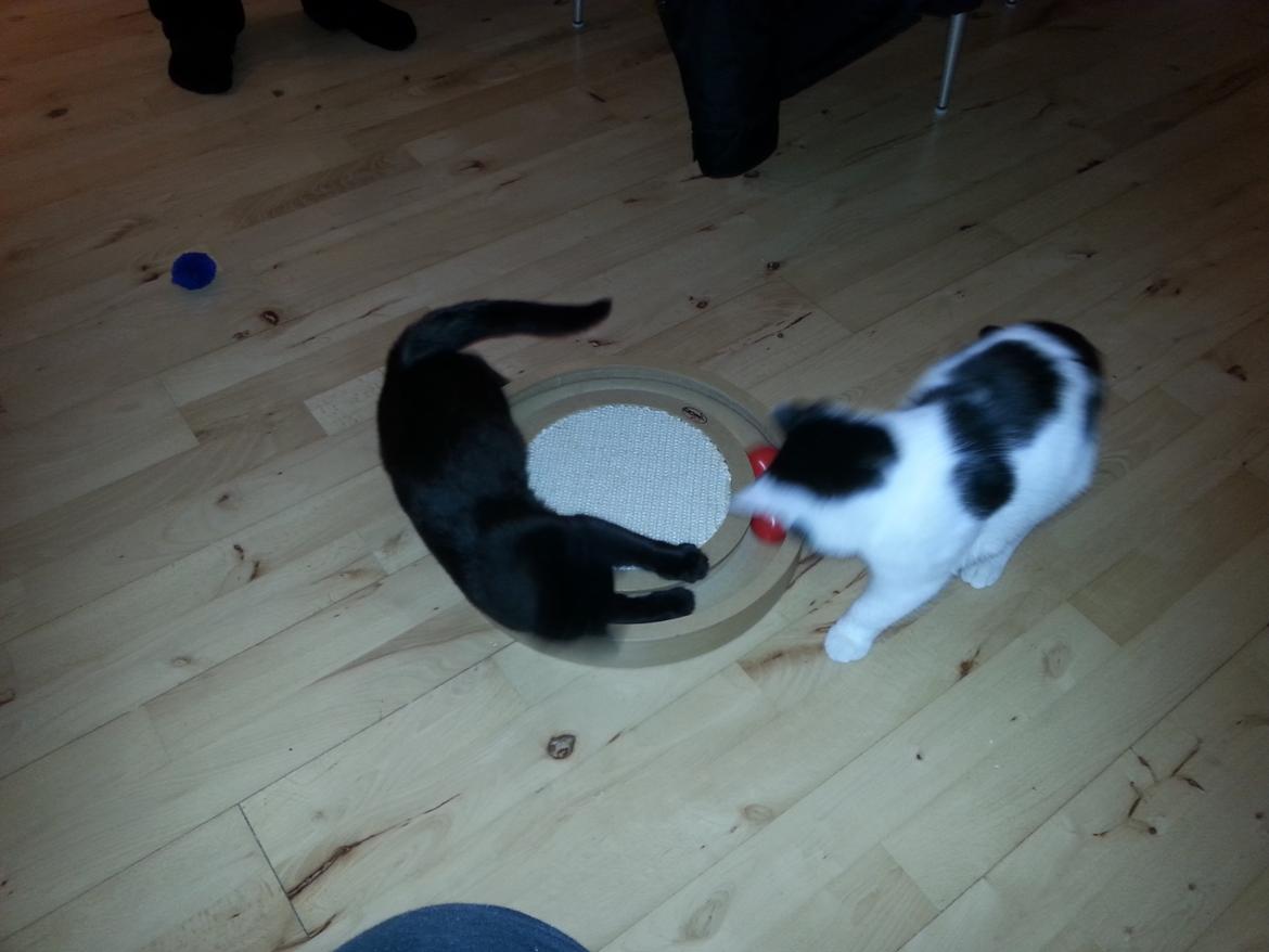 Huskat MY - nov  2014  drenge ved se på deres nye legetøj  billede 21