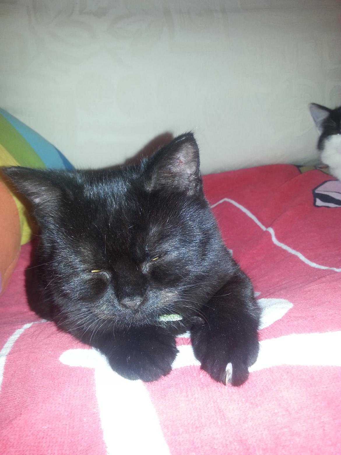 Huskat MY - my er træt efter besøg ved dyrlæge   nov 2014 billede 24