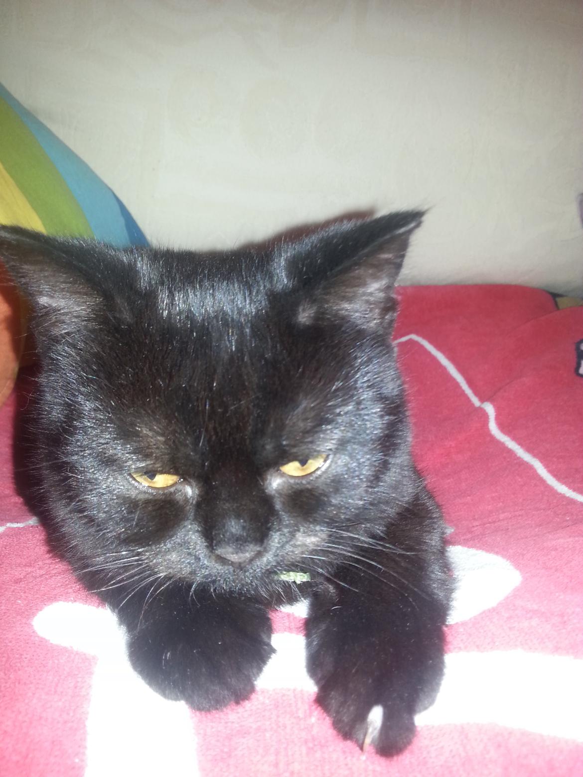 Huskat MY - my er træt efter besøg ved dyrlæge   nov 2014 billede 25