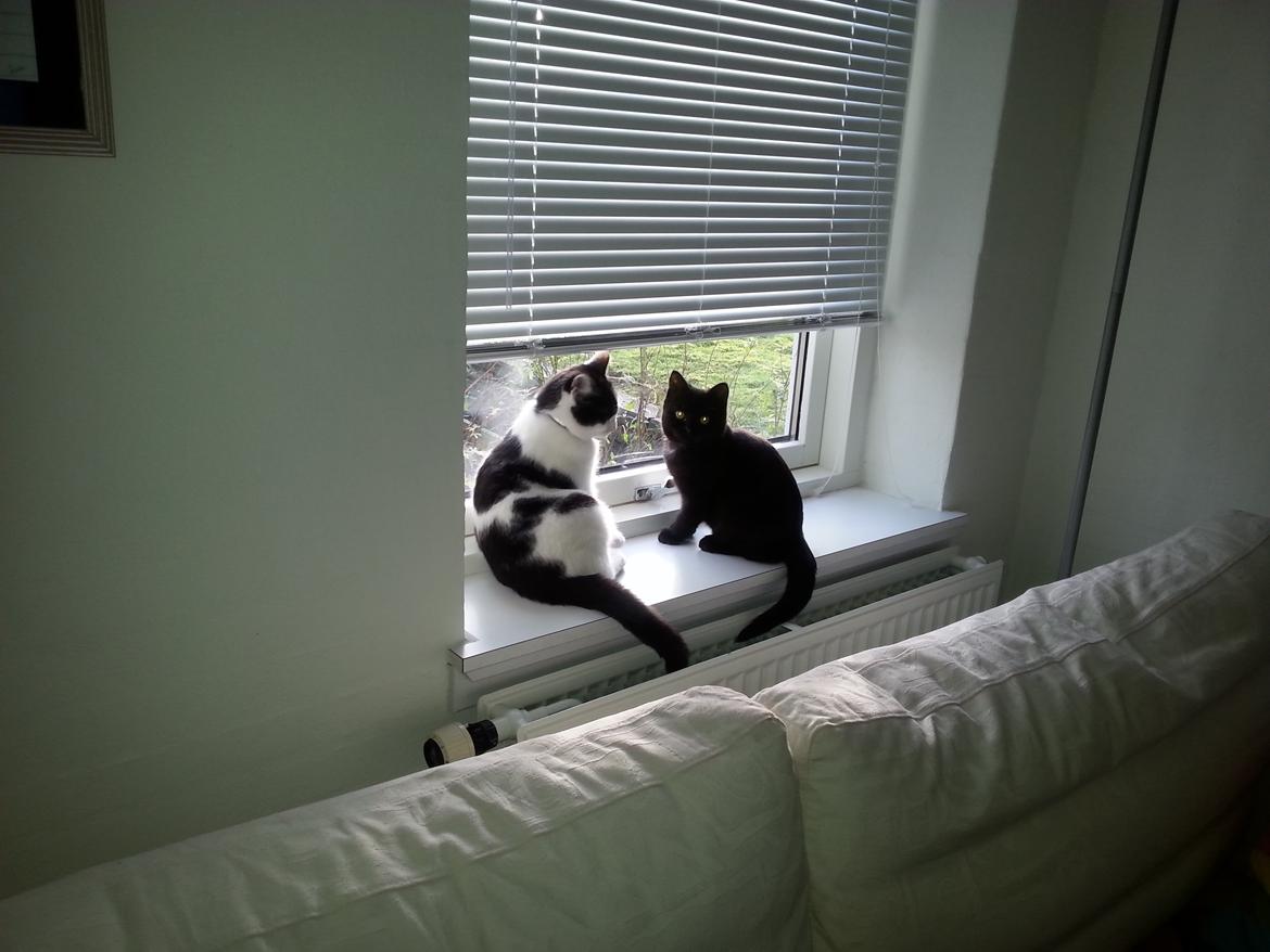 Huskat MY - hold øje med p-plads  nov 2014 billede 26