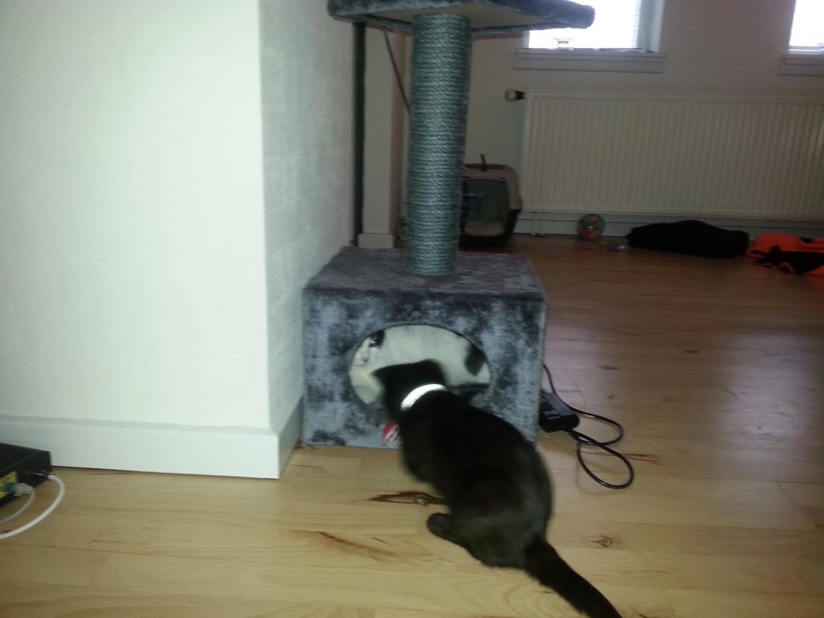 Huskat MY - drenge fik et krasetræ  2 nov 2014 billede 19