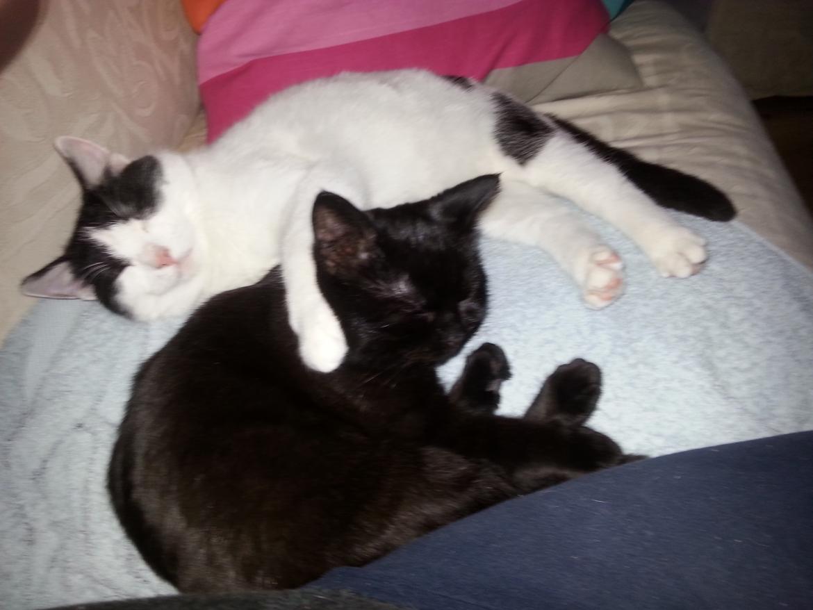 Huskat MY - <3 der bliver bare hygge <3   dec 2014 billede 29