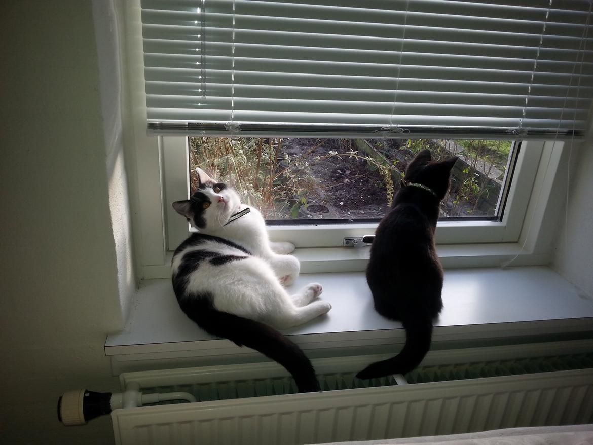 Huskat MY - hold øje med p-plads  nov 2014 billede 27