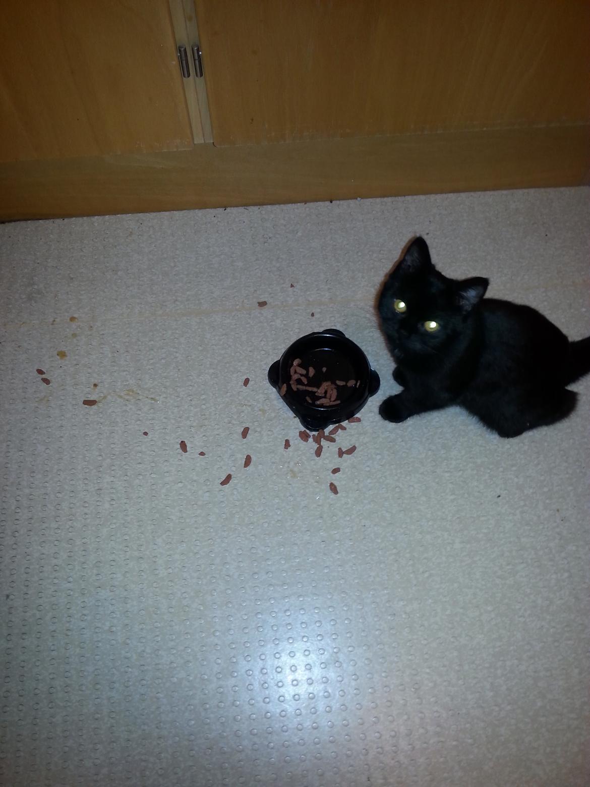 Huskat MY - dec 2014 my er igang med foder billede 30