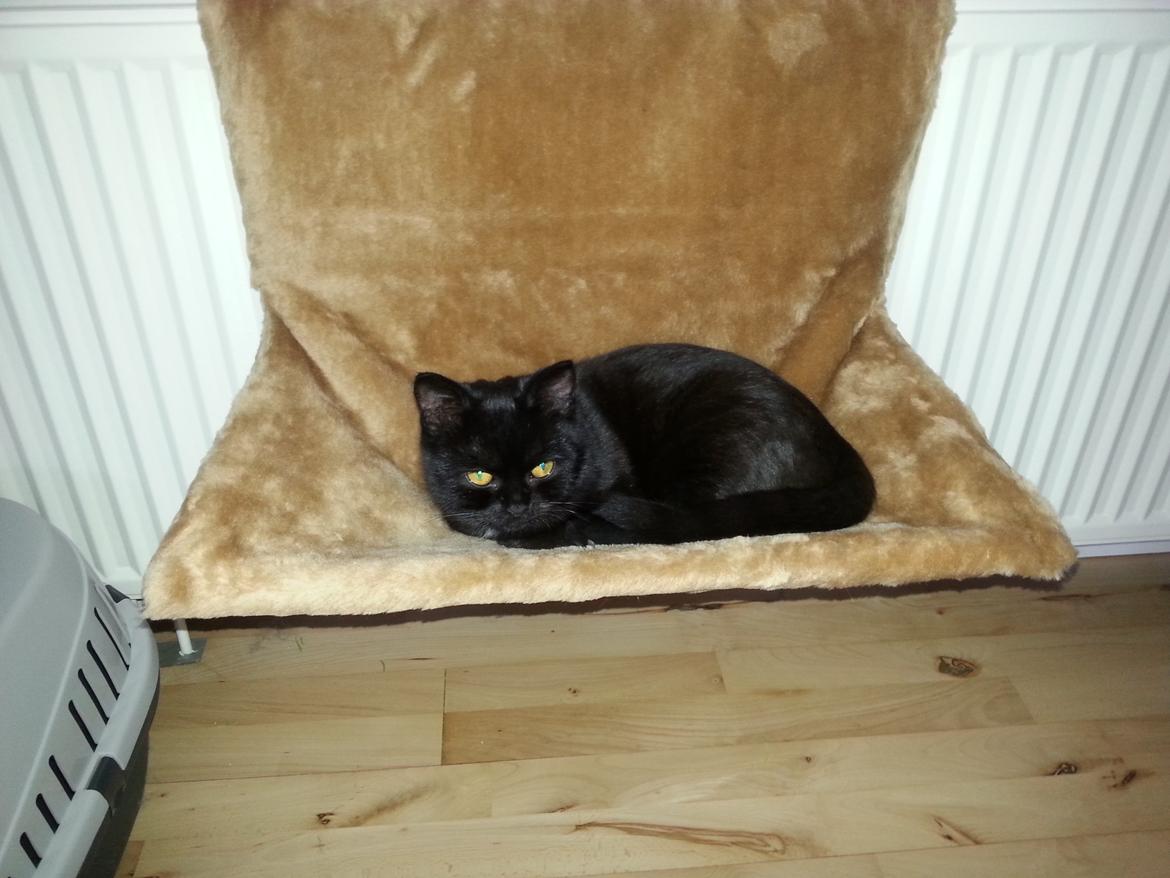 Huskat MY - 31 dec 2014 billede 35