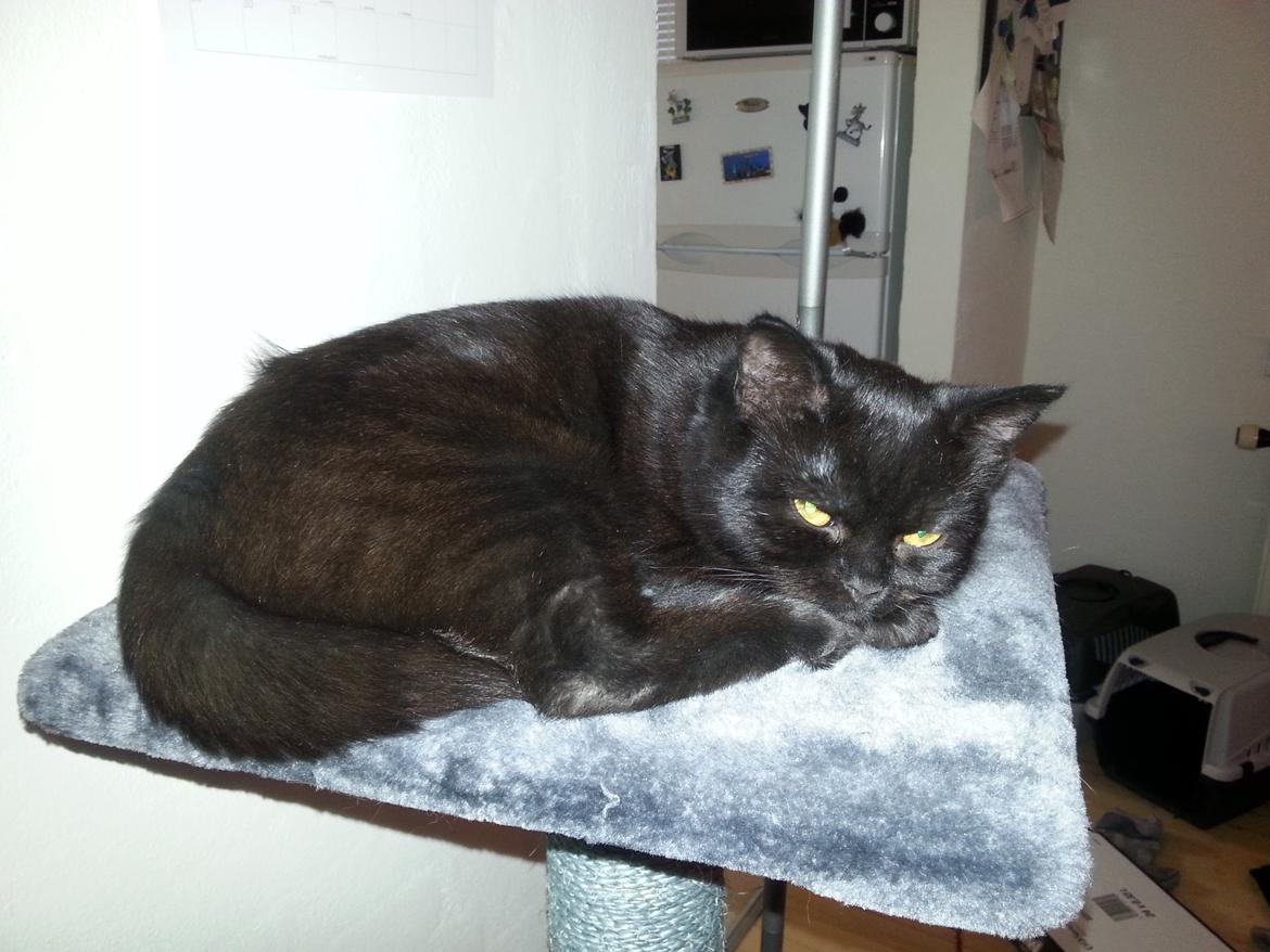 Huskat MY - 1jan 2015   dag på efter nytår  billede 36