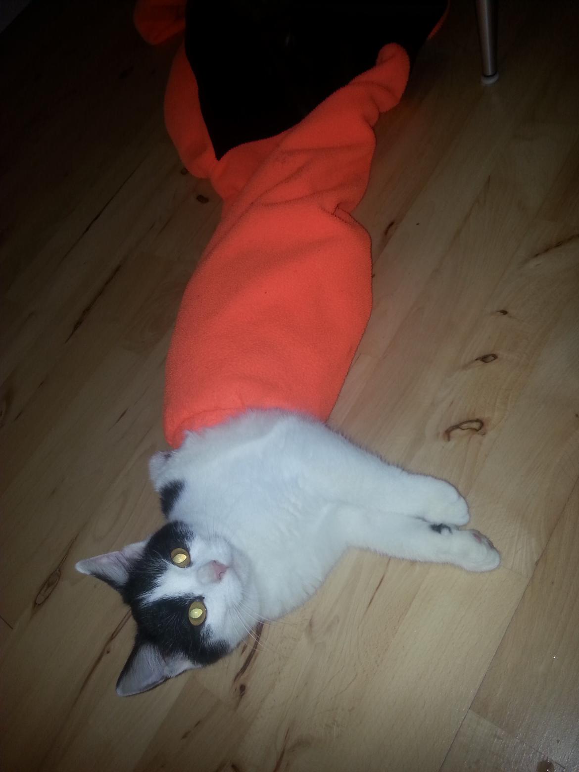 Huskat Speedy billede 3