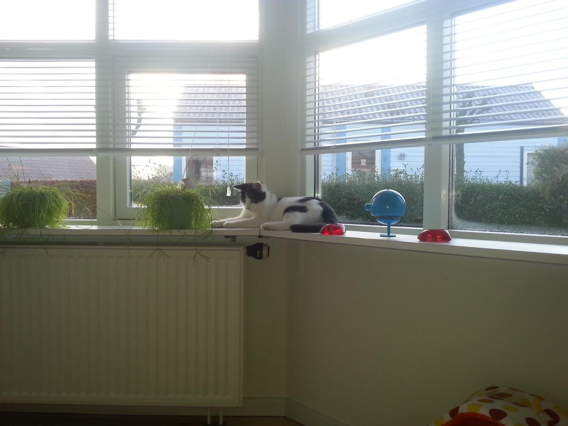 Huskat Speedy billede 5