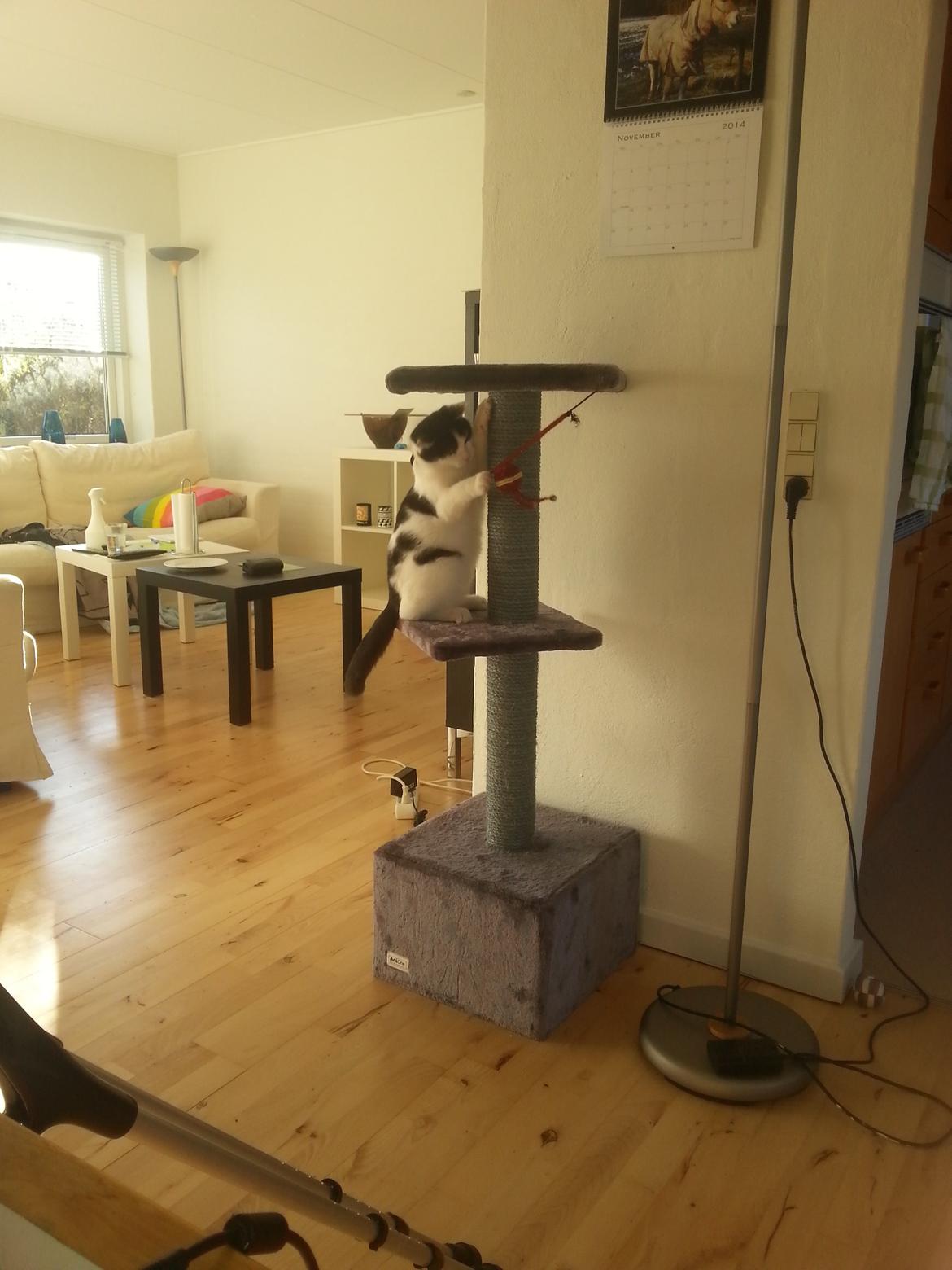 Huskat Speedy billede 6