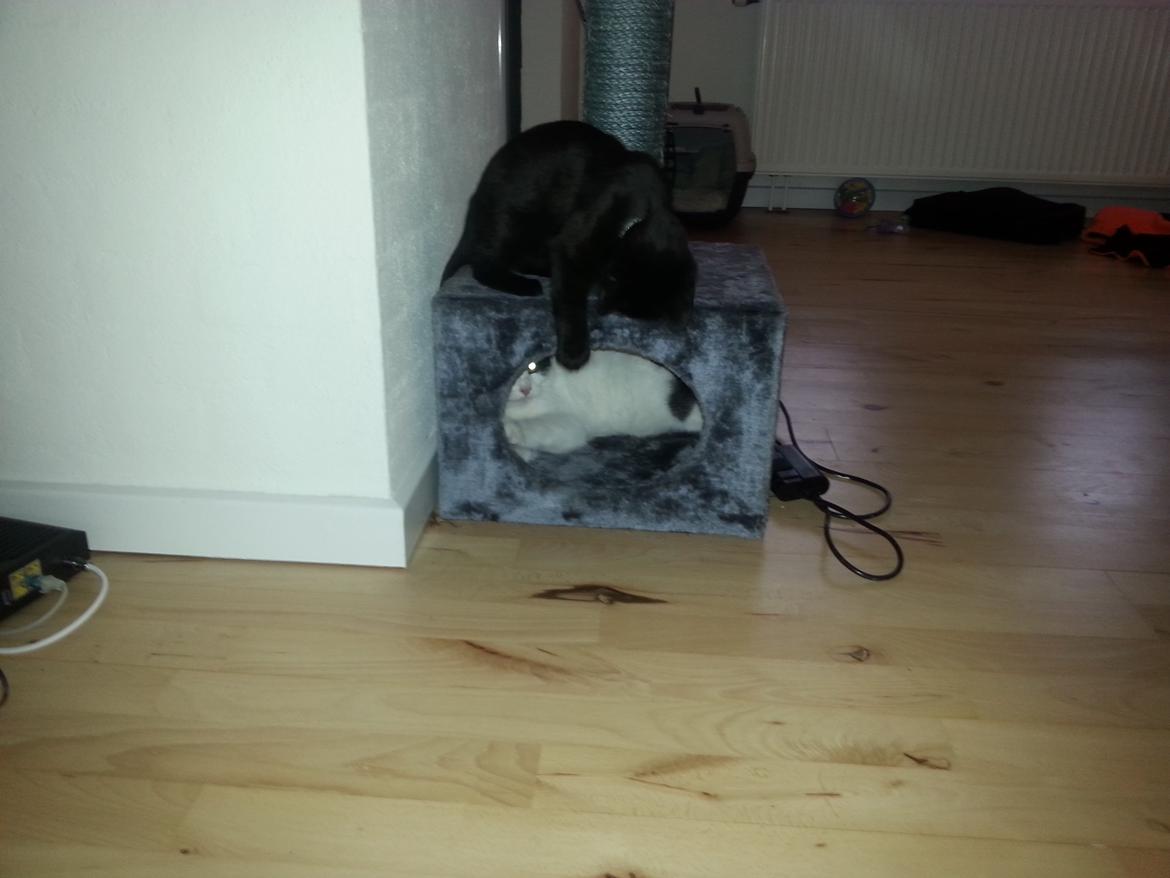 Huskat Speedy billede 7