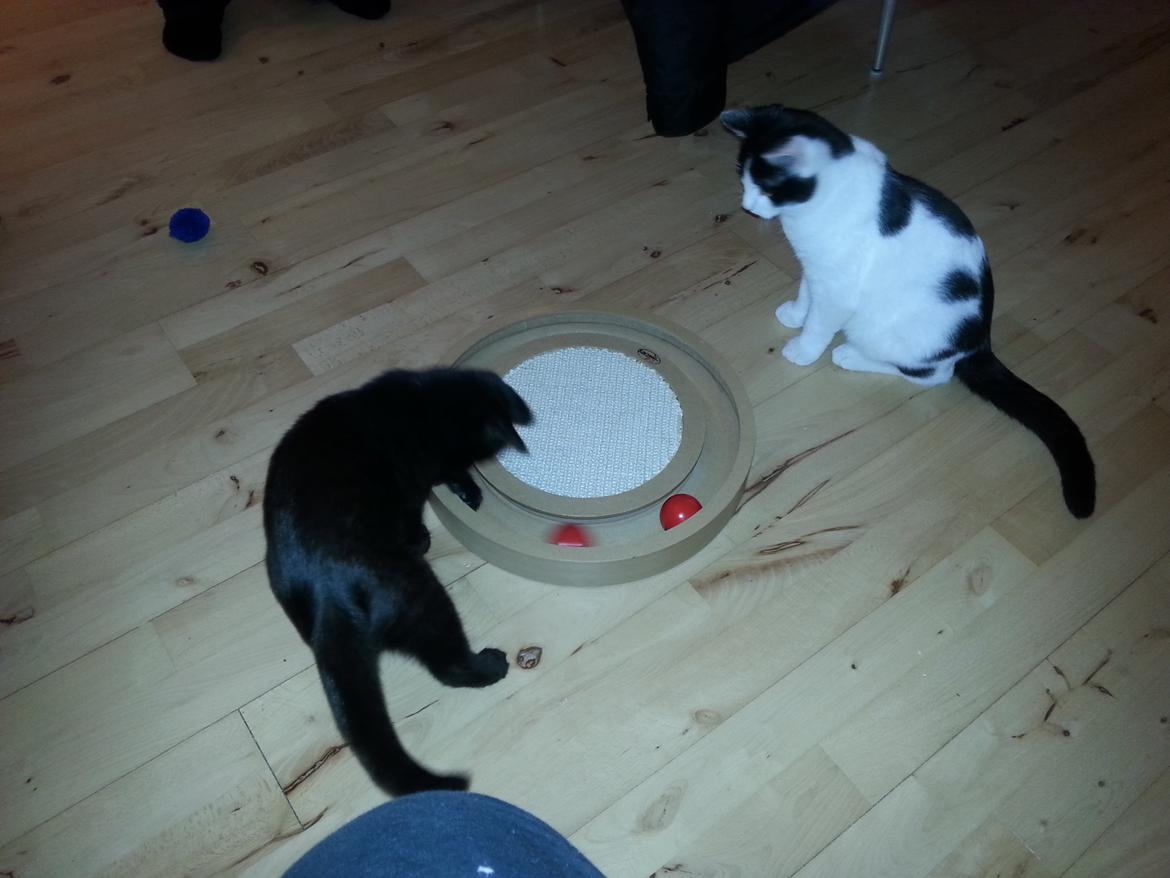 Huskat Speedy billede 11