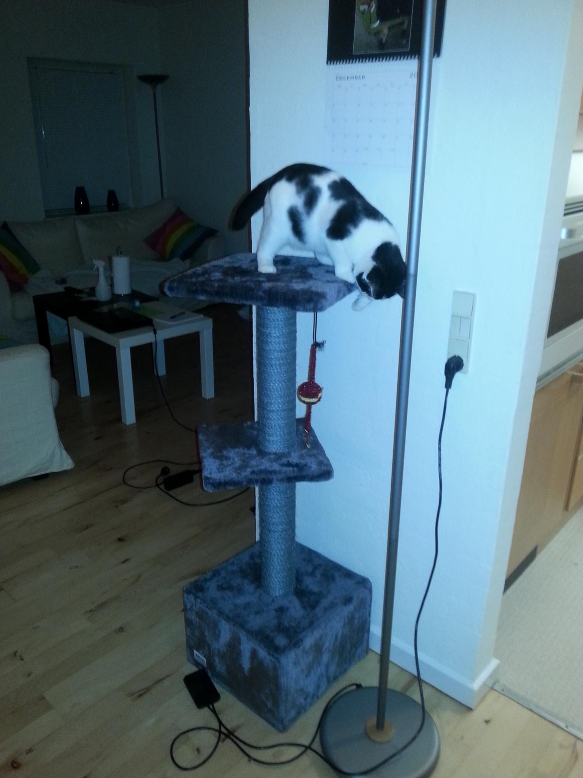 Huskat Speedy billede 12