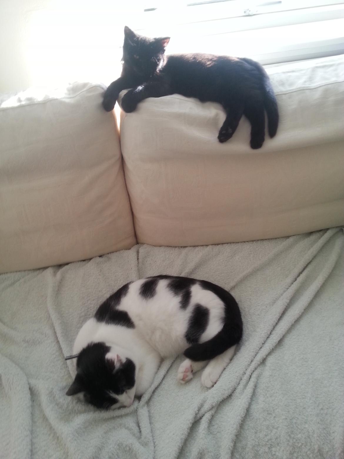 Huskat Speedy billede 13