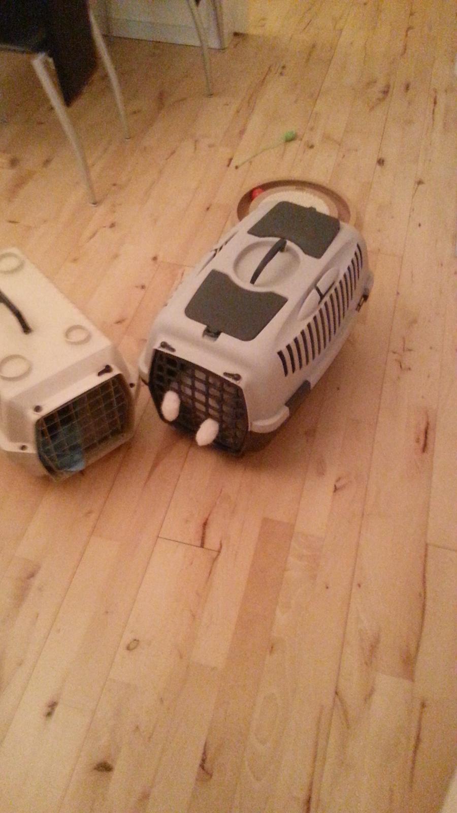 Huskat Speedy billede 14