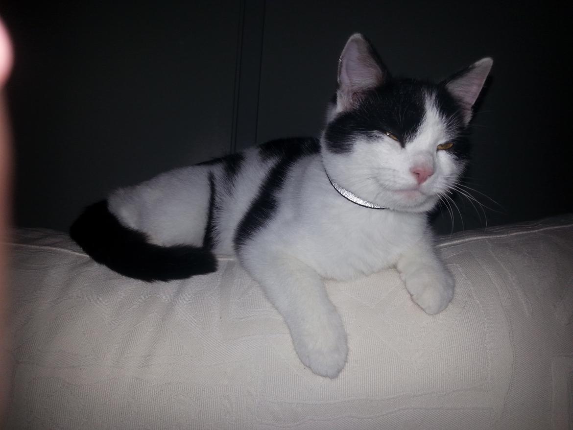 Huskat Speedy billede 4