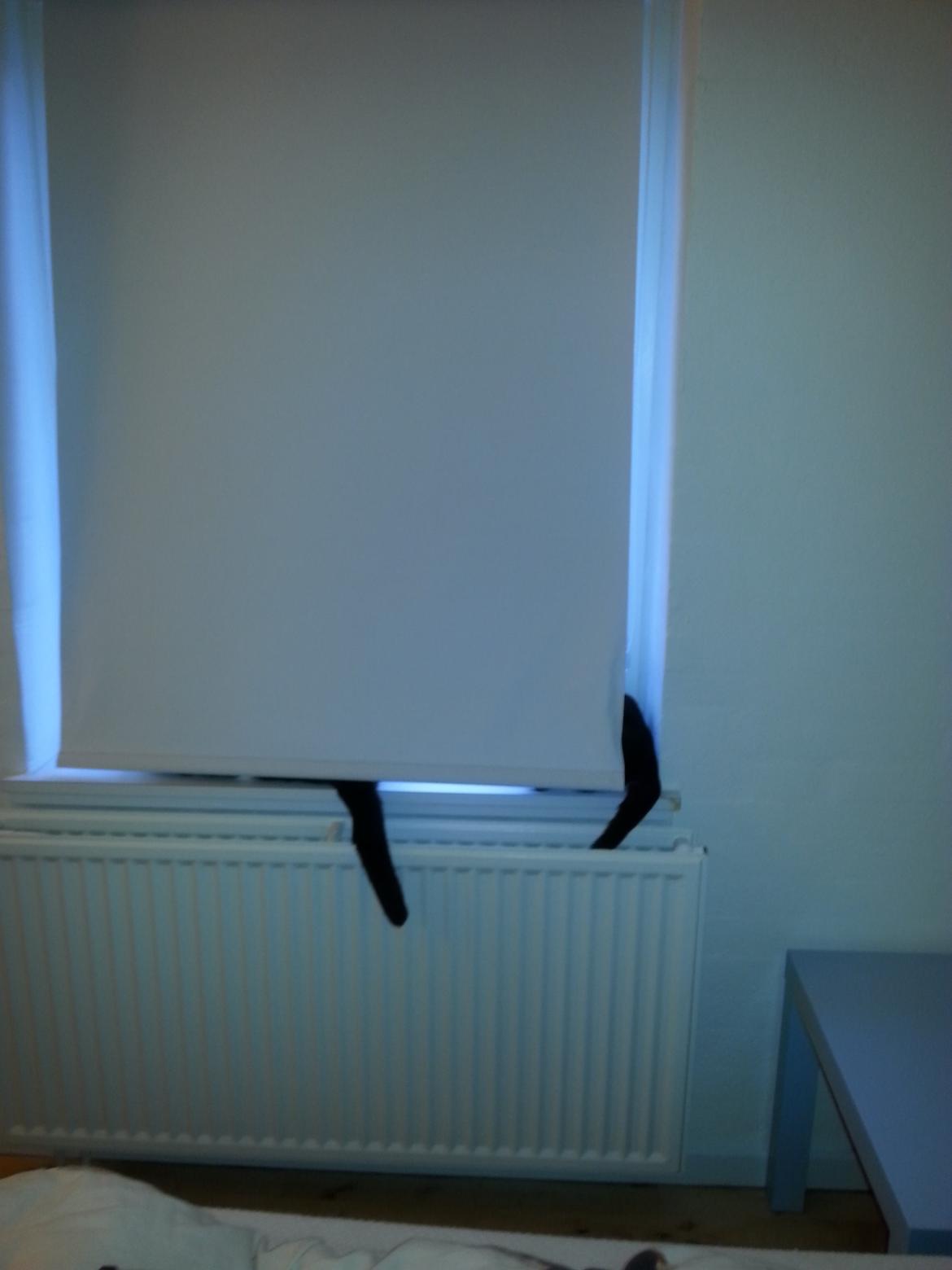 Huskat Speedy billede 20