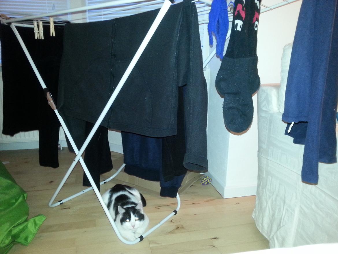 Huskat Speedy billede 19