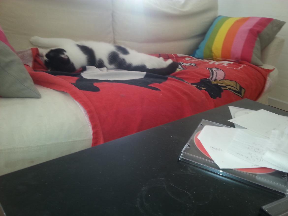 Huskat Speedy billede 23