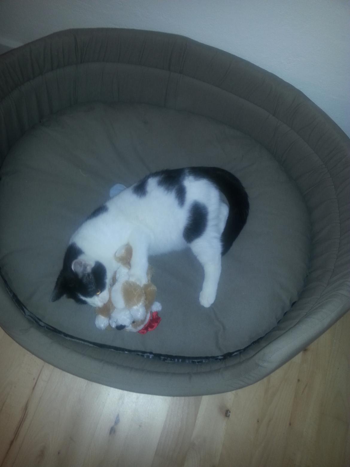 Huskat Speedy billede 25