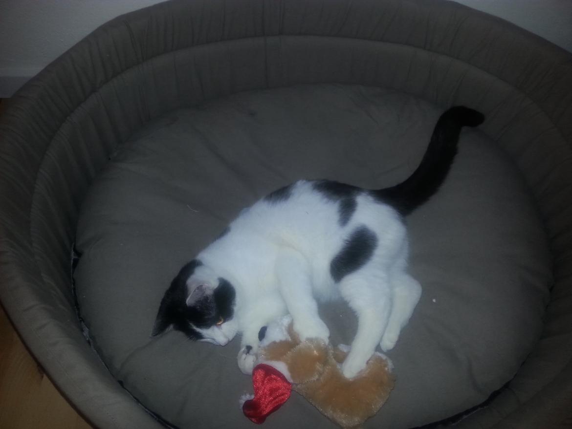 Huskat Speedy billede 26