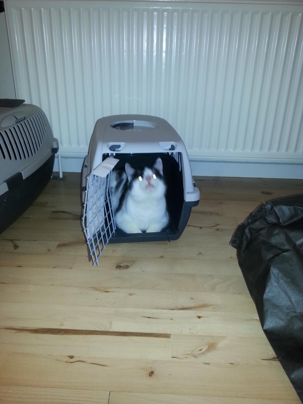 Huskat Speedy billede 27