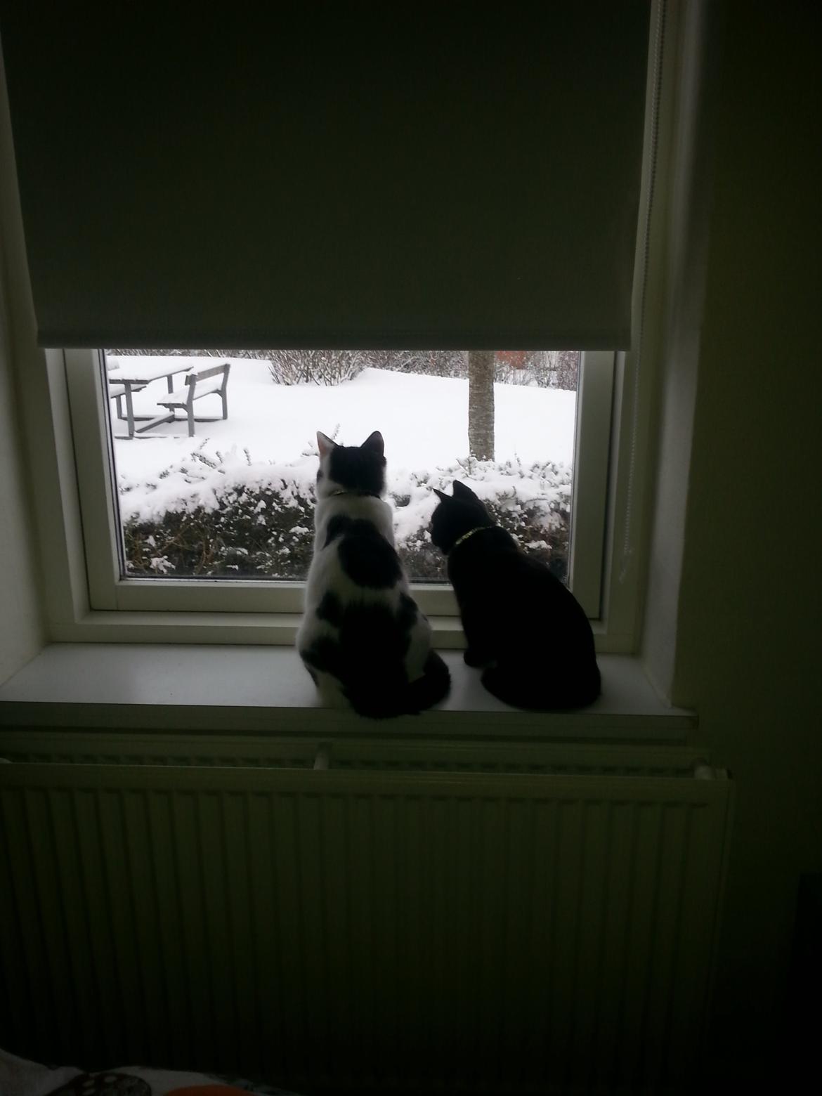 Huskat Speedy billede 28