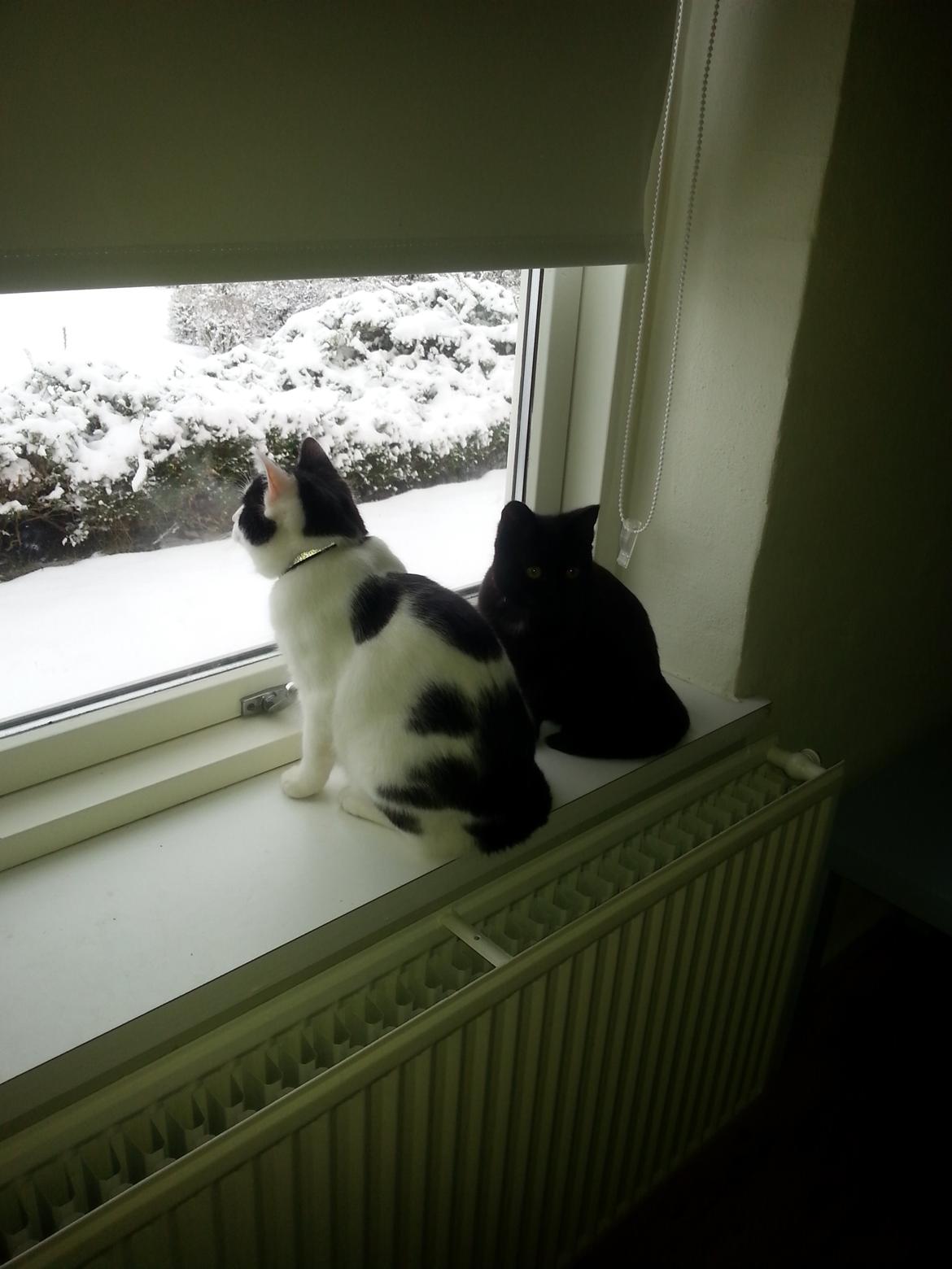 Huskat Speedy billede 29