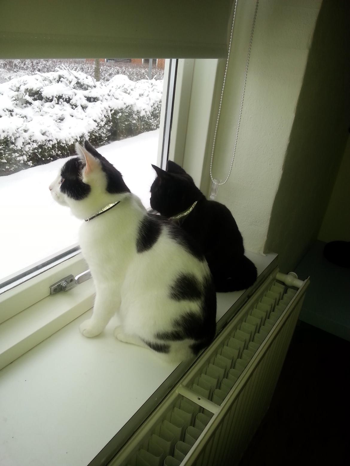 Huskat Speedy billede 30