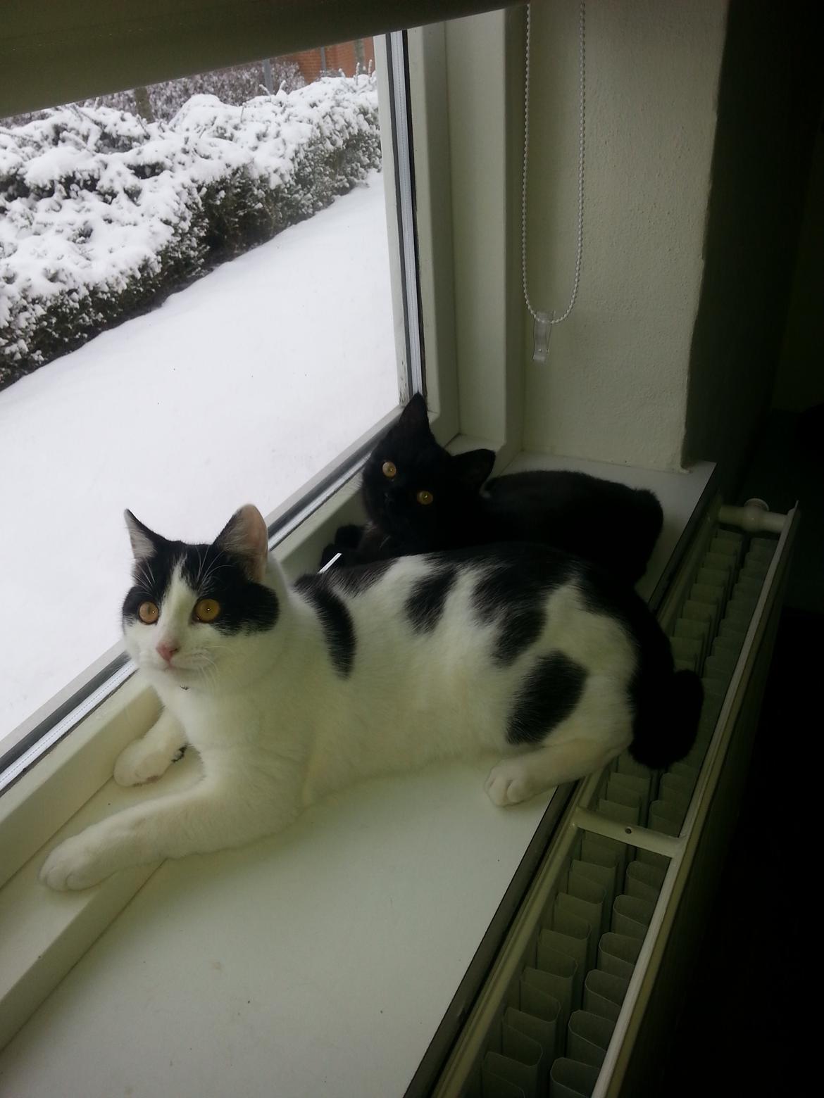 Huskat Speedy billede 31