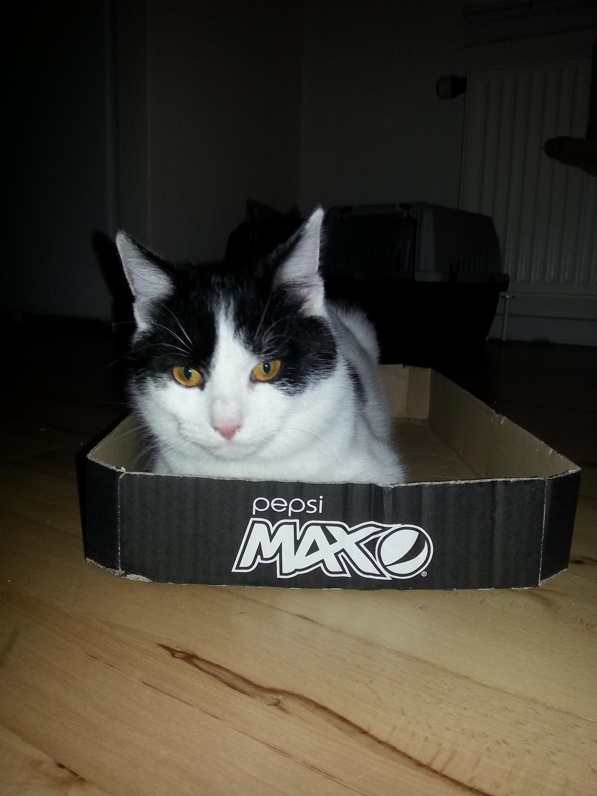 Huskat Speedy billede 33