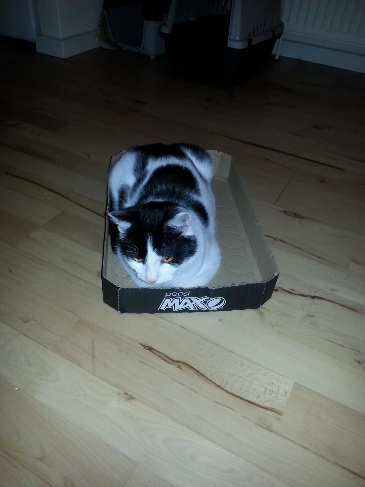 Huskat Speedy billede 34