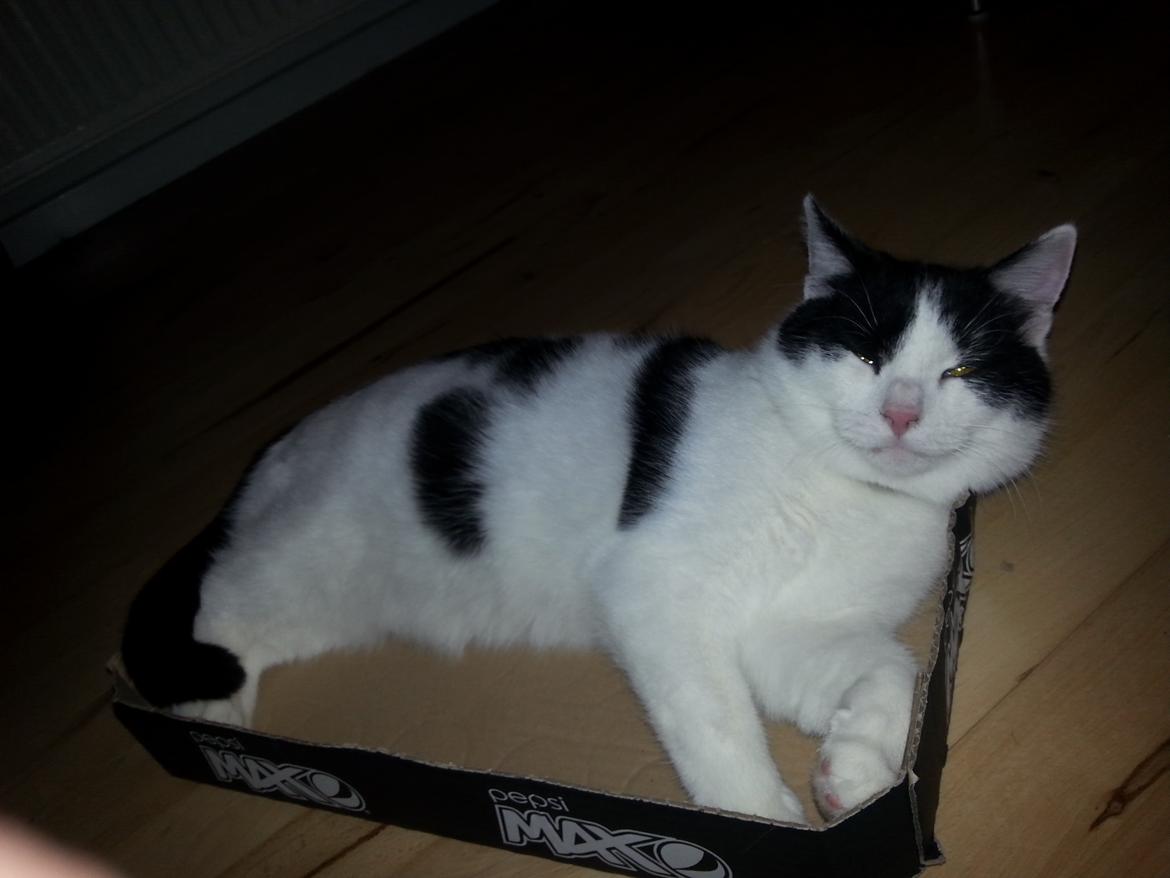 Huskat Speedy billede 35