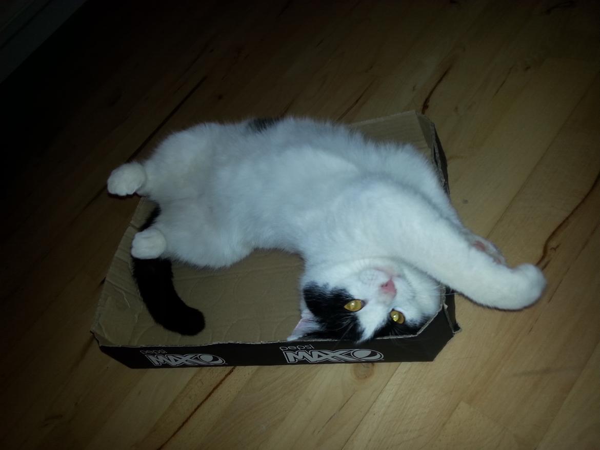 Huskat Speedy billede 36