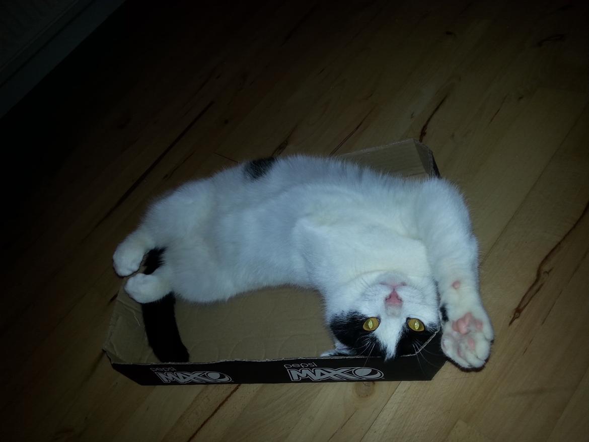 Huskat Speedy billede 37