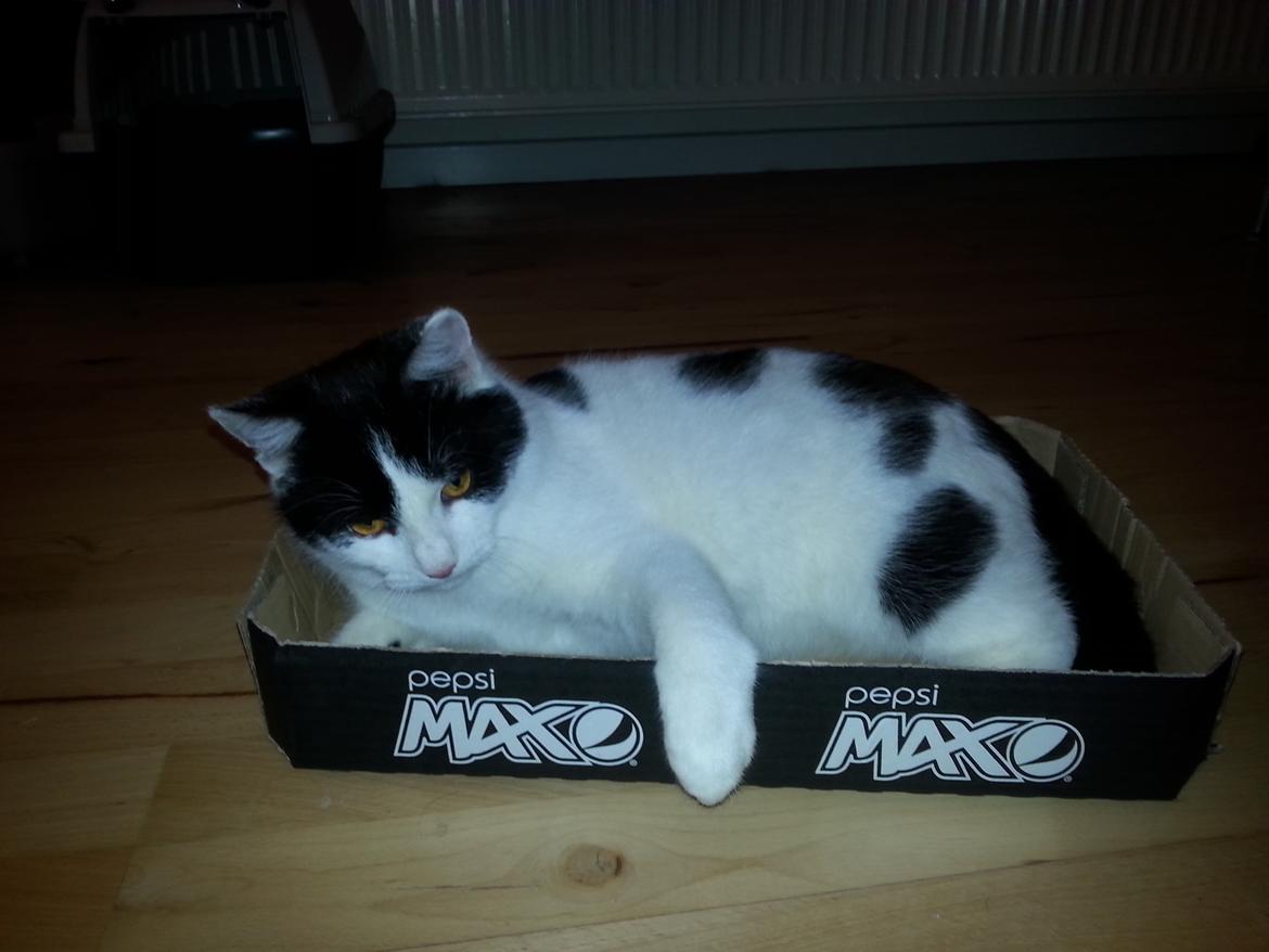 Huskat Speedy billede 38