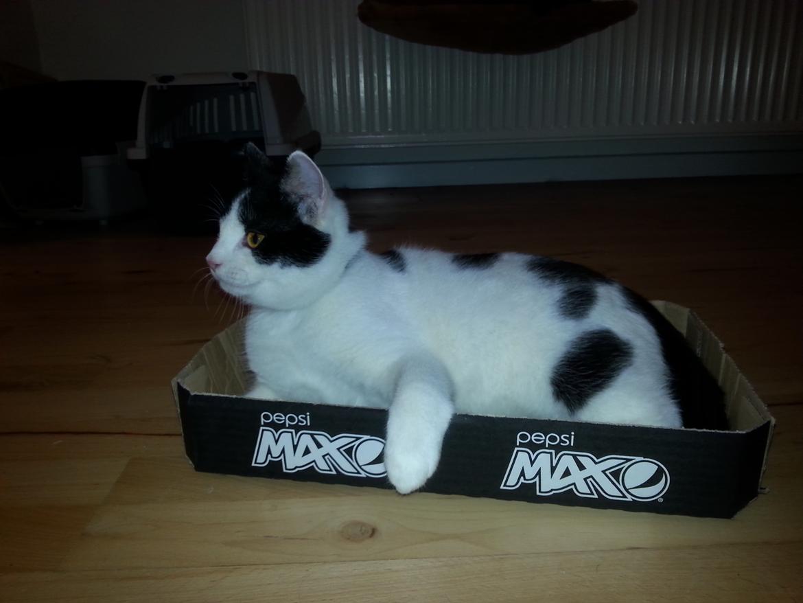 Huskat Speedy billede 2