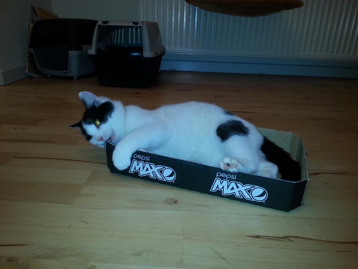 Huskat Speedy billede 39