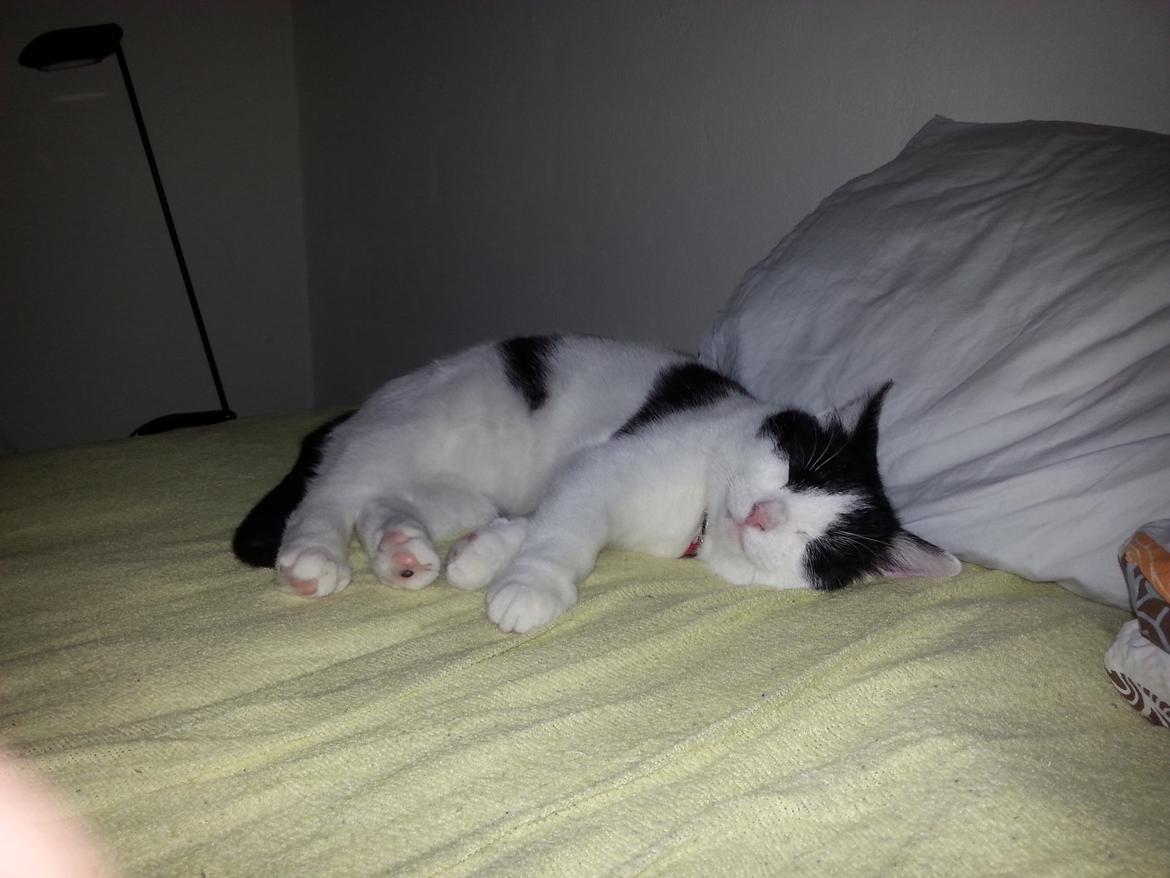 Huskat Speedy billede 40