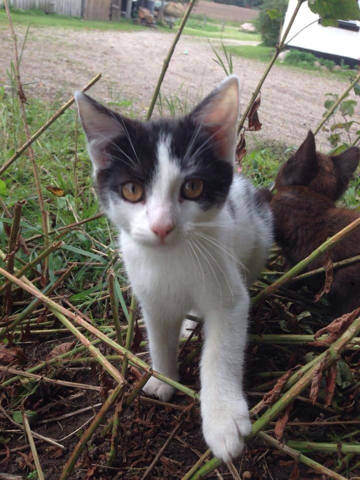 Huskat Speedy billede 41