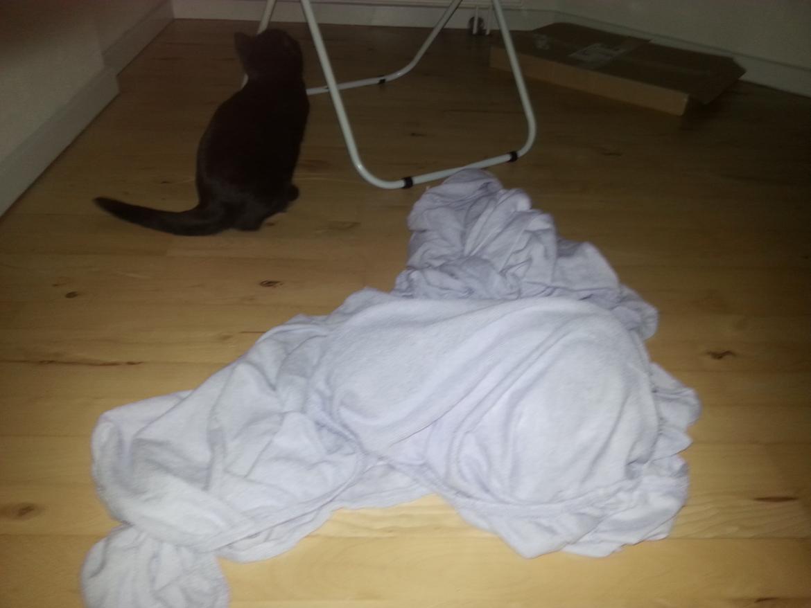 Huskat Speedy billede 22