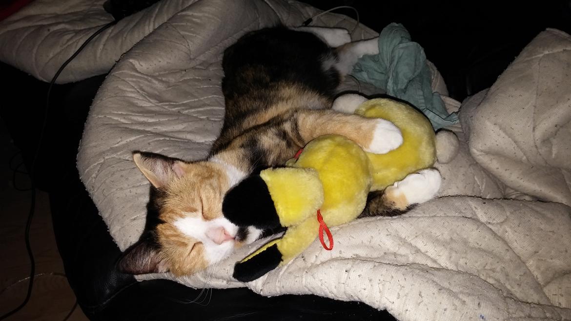 Huskat Mudde billede 1