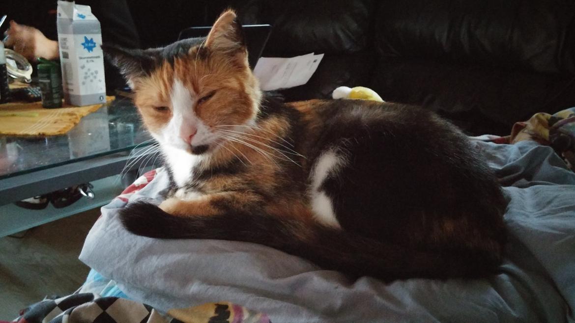 Huskat Mudde billede 3