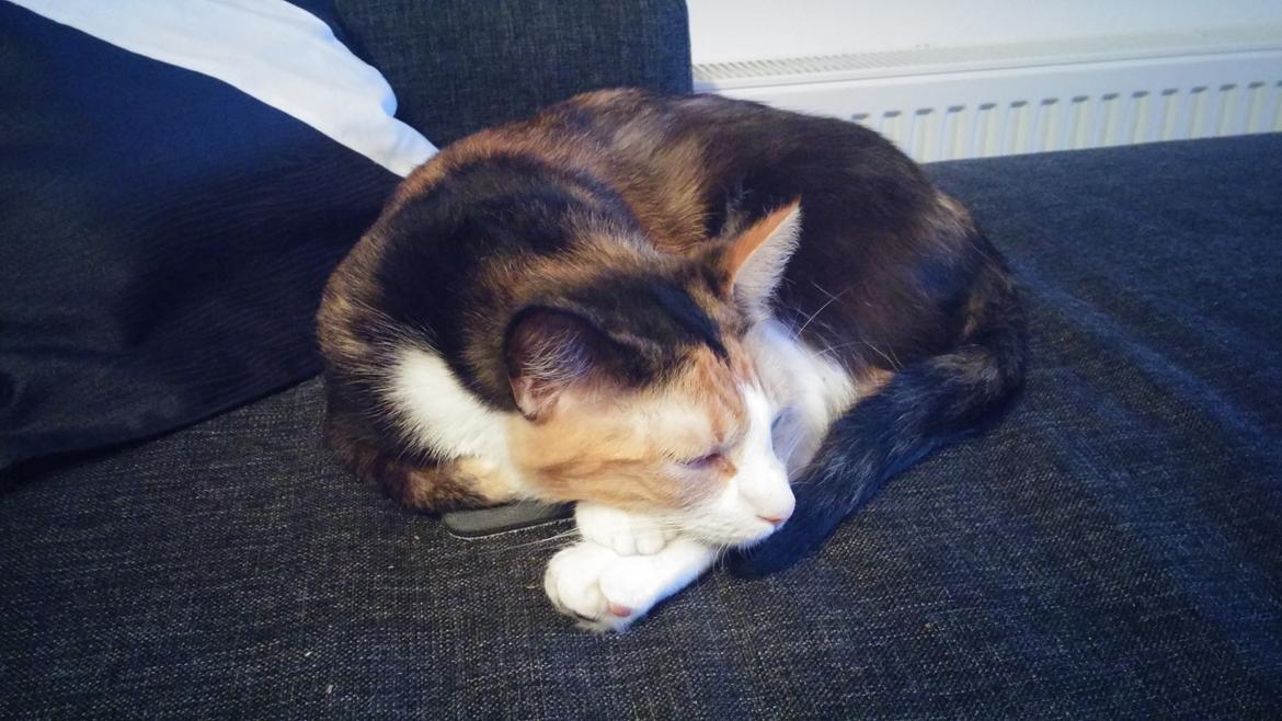 Huskat Mudde billede 2