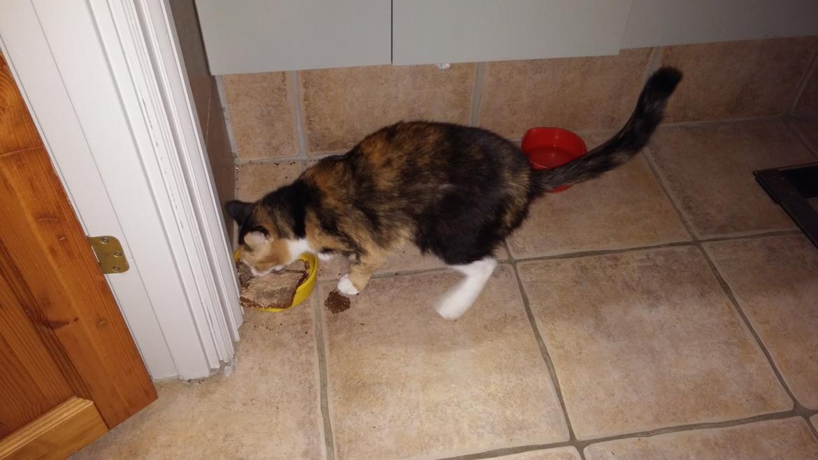 Huskat Mudde billede 4