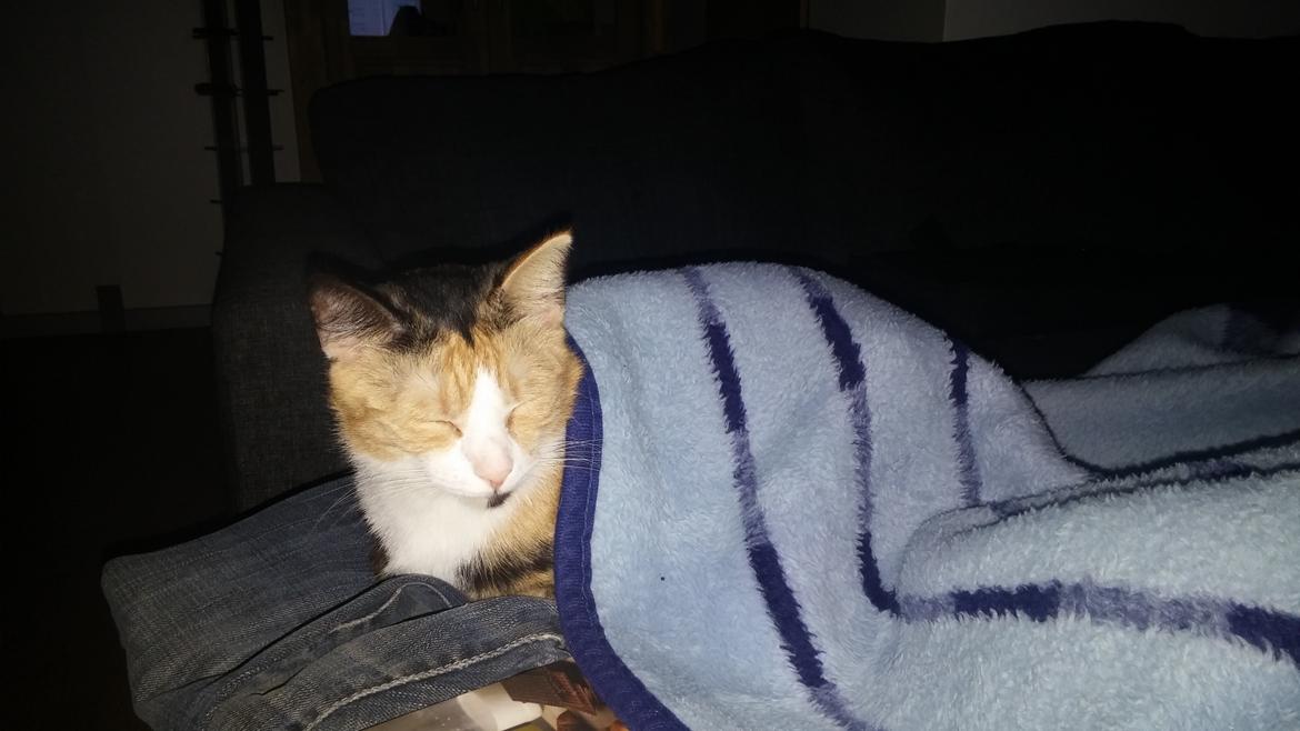 Huskat Mudde billede 5