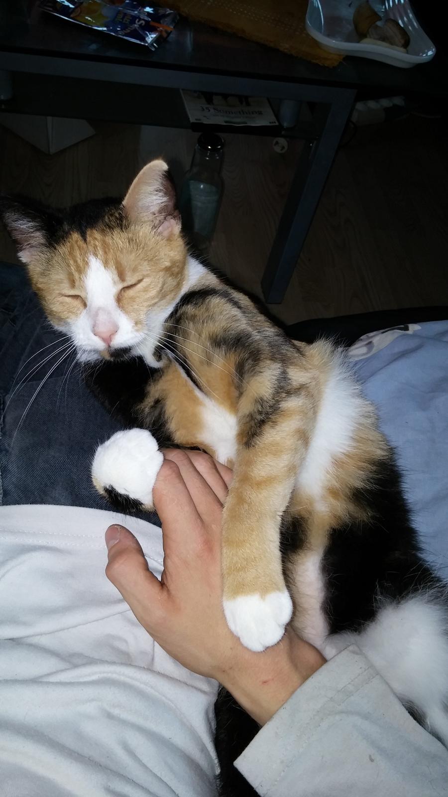 Huskat Mudde billede 6