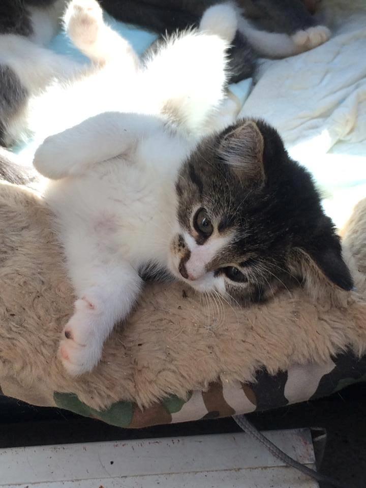 Blanding af racer Storm - Storm 12 uger billede 50