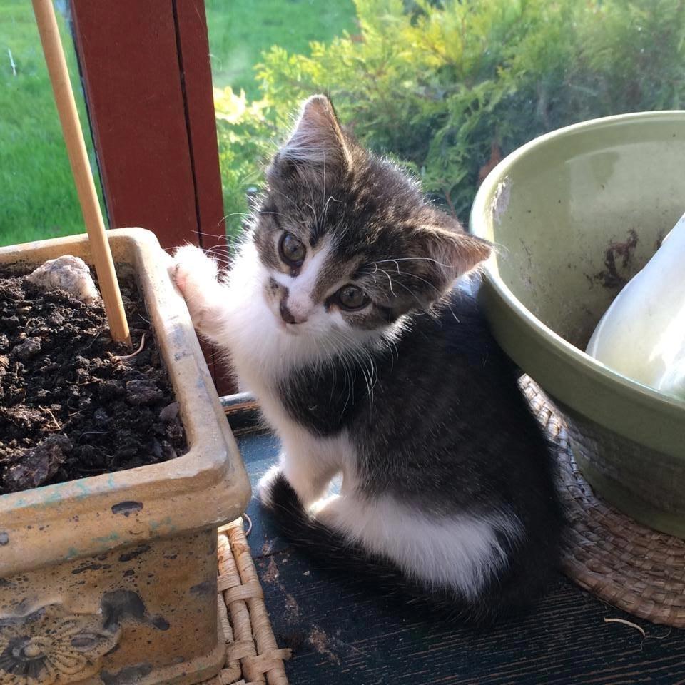 Blanding af racer Storm - Da han var 12 uger <3 billede 49